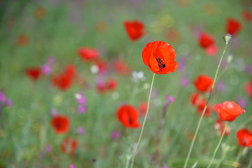 Fototapeta premium Wild plants in the field: Poppy, Lupinus pilosus, Bermuda Buttercup 