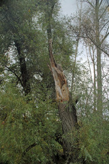 Windbruch im Wald