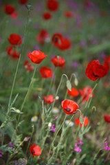 Wild plants in the field: Poppy, Lupinus pilosus, Bermuda Buttercup	