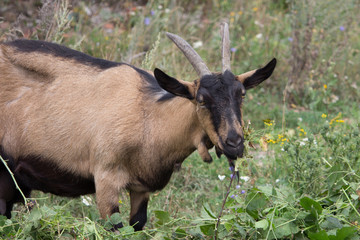Goat eats grass. Large.