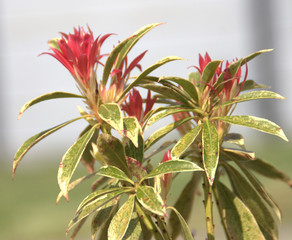 détail de pieris ,plante arbustive