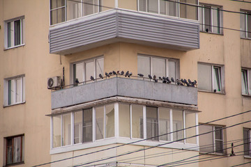 Fototapeta na wymiar building facade in a city with windows and many pigeons resting, or sleeping on the balcony fence