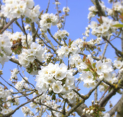 cerisier en fleurs au printemps