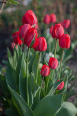 A row of bright red tulips with incompletely opened buds
