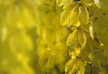 Kanikonna background for Vishu