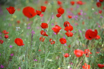 Wild plants in the field: Poppy, Lupinus pilosus, Bermuda Buttercup	
