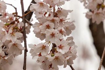 枝垂れ桜　千葉県市川市