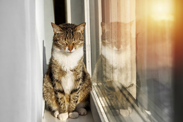 sleepy cat sitting on window, sunset from window