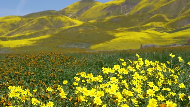 Super bloom at Carrizo Plain National Monument in California. Hillside daisies, goldfields and fiddlenecks wildflowers in foreground