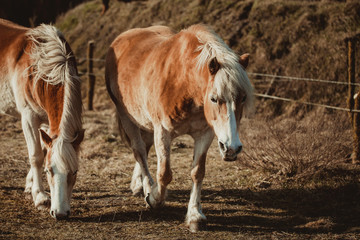 Two horses walking on a field. Animals sunny day on a farm.