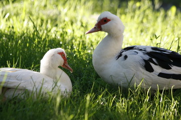 Two domestic ducks seated in green grass in sunny summer day.