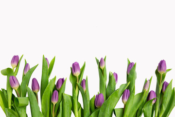 Obraz na płótnie Canvas Beautiful light purple tulips with leaves isolated on white background. Spring flowers and plants.Holiday backgrounds 