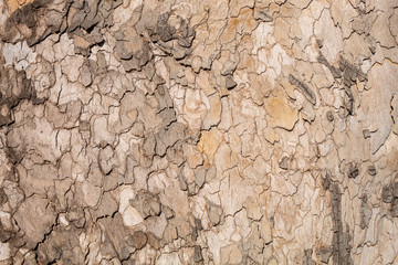Beautiful Unique Texture of Very Old and Very Big London Plane Tree