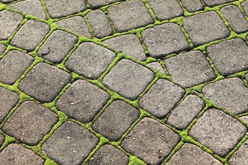 Closeup of weathered gray paving stone with bright green moss growing between
