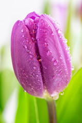 Beautiful light purple tulips with leaves isolated on white background. Spring flowers and plants.Holiday backgrounds	