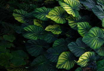Fototapeta na wymiar Abstract tropical forest freshment green leaf in the jungle background.