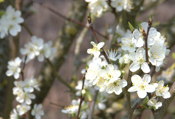 prunier en fleurs au printemps