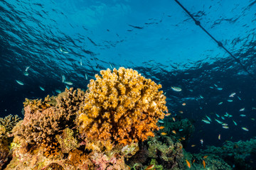 Coral reefs and water plants in the Red Sea, Eilat Israel