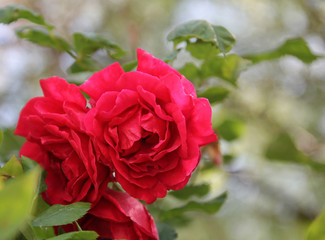 Rose in English Country Garden