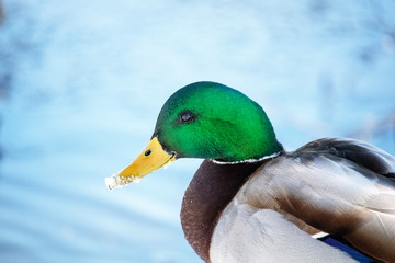 Canard Colvert mâle, Mallard