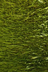 Cádiz (Spain). Compact branches in the Genovés Park of the city of Cádiz