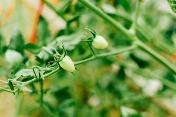 Fresh green tomatoes. Close up of unripe tomatoes are wet from the rain hanging on the green branches with blurry background. Selective focus.