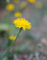 Dandelion Isolated outside