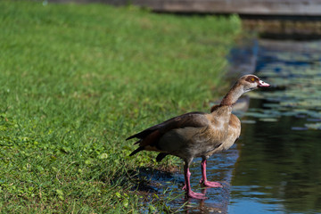 Ducks, fish and water lilies in the ecological pool in Rabin Square