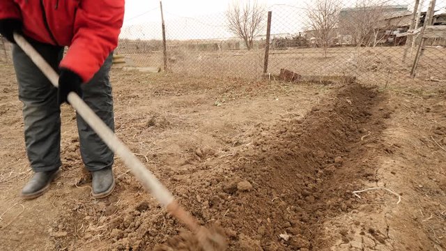 Mature woman is farmer in red jacket preparing land and planting pink potatoes. Girl breaks ground with rake and pitchfork for digging. Preparing soil in early spring for good harvest.