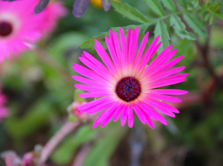 Obraz premium Pink Flower outside Closeup