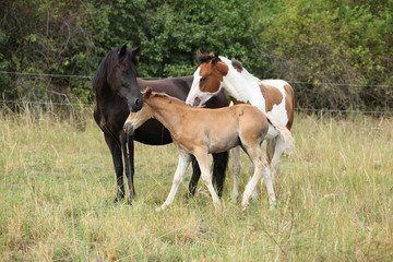 Obraz premium Amazing batch of horses on pasturage