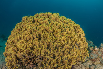 Coral reefs and water plants in the Red Sea, Eilat Israel