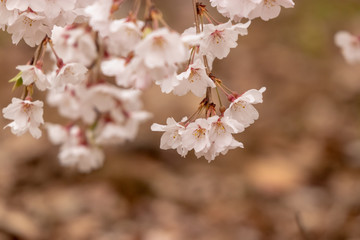 枝垂れ桜　千葉県市川市