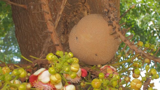 Cannonball tree fruit on tree or Couroupita guianensis, family Lecythidaceae, other names includes the Brazil nut (Bertholletia excelsa) and Paradise nut Lecythis 