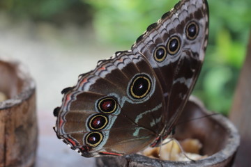 butterfly