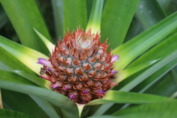 close up of a pineapple