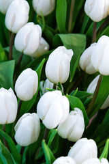 Plantation of fresh white tulips flowers as a full frame floral background.
