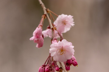 桜の花　陽光　千葉県市川市