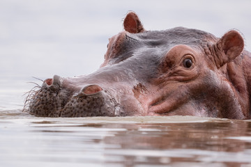 Fototapeta premium Portrait Hyppo in Chamo lake