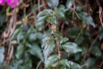 Spinne in mitten der Safari