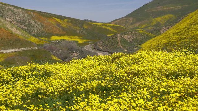 Hillside daisies and goldfield wildflowers in full bloom at Carrizo Plain National Monument in California