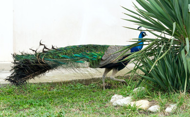 Obraz premium the Beautiful Peacock