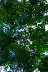 Low angle view of green leaf trees