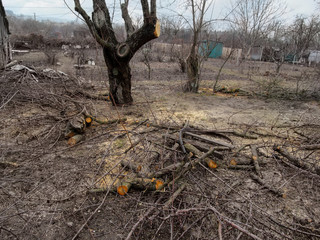 Fototapeta premium Autumn-spring garden with bare trees and pruned branches on the ground. The concept of care and rejuvenation of the garden, background with copy space