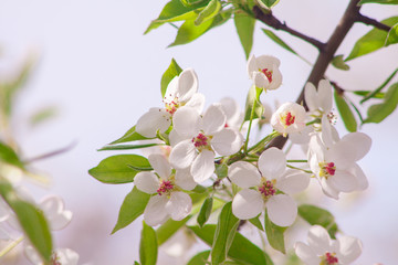 Branches of blossoming apricot macro