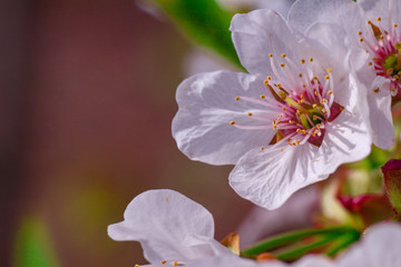 Branches of blossoming apricot macro