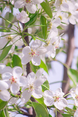 Branches of blossoming apricot macro