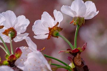 Fototapeta premium Branches of blossoming apricot macro