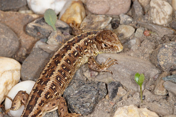 Lacerta agilis Zauneidechse DE, NRW, Wuppertal 12.04.2014