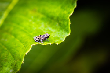 Tiny Frong on leaf